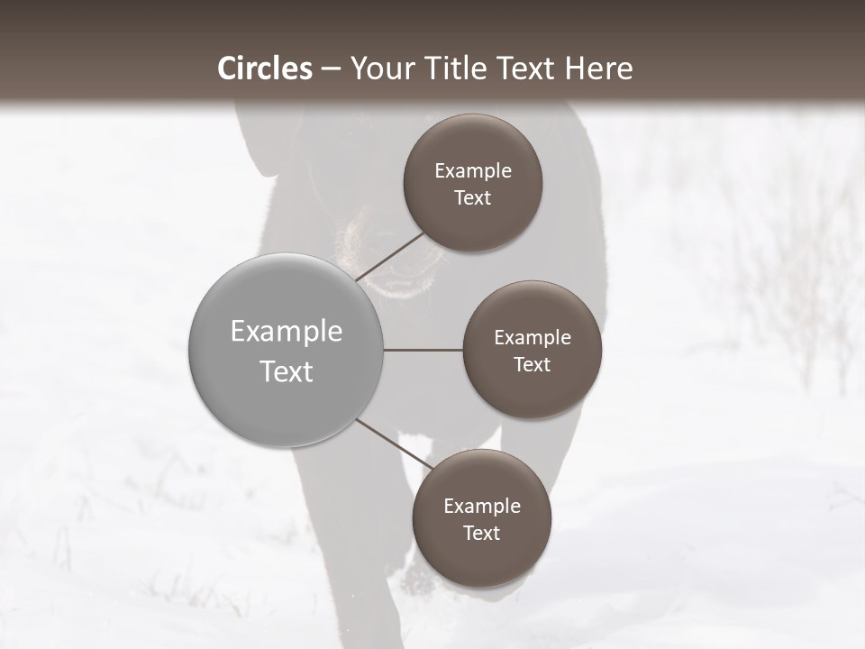 Chocolate Labrador Retriever Snow Background Playing Dog PowerPoint Template