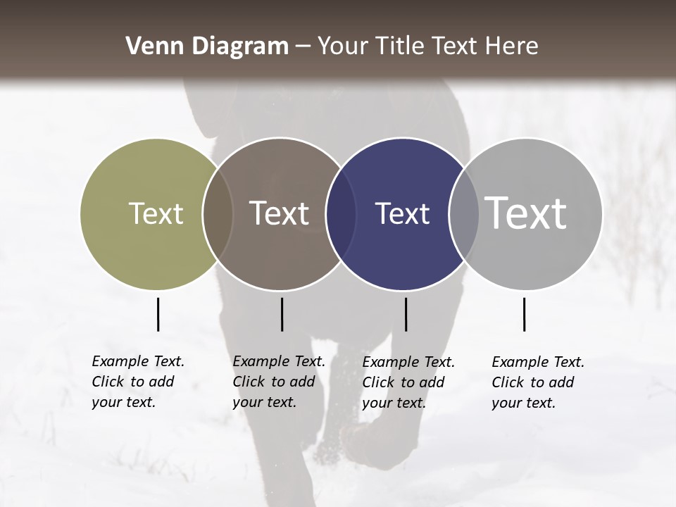 Chocolate Labrador Retriever Snow Background Playing Dog PowerPoint Template