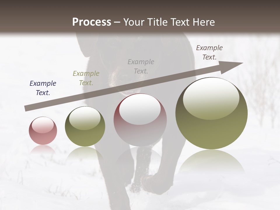 Chocolate Labrador Retriever Snow Background Playing Dog PowerPoint Template