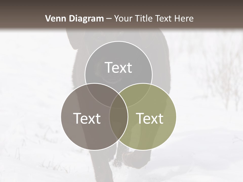 Chocolate Labrador Retriever Snow Background Playing Dog PowerPoint Template