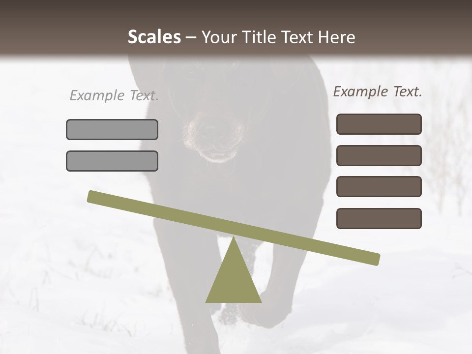 Chocolate Labrador Retriever Snow Background Playing Dog PowerPoint Template