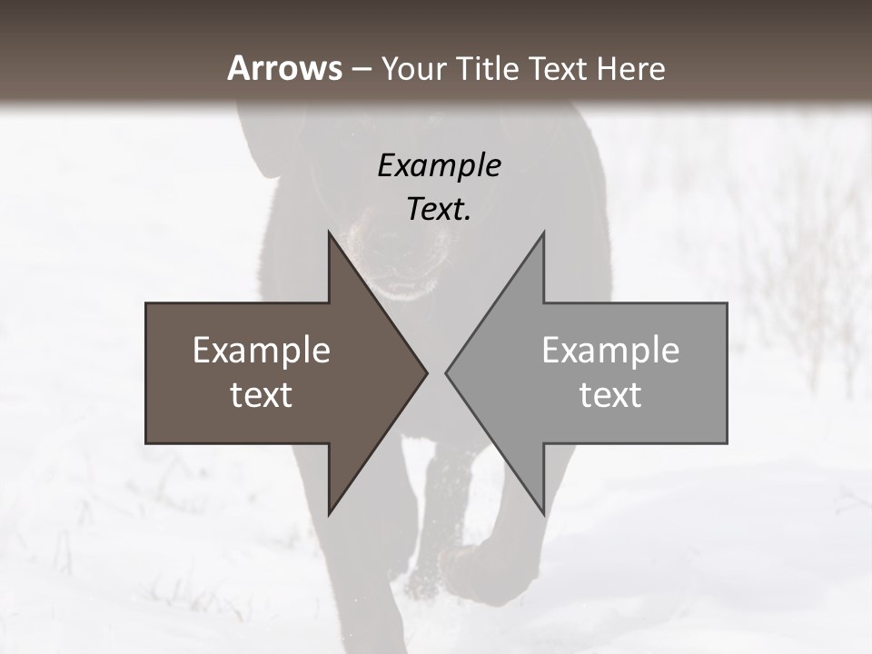 Chocolate Labrador Retriever Snow Background Playing Dog PowerPoint Template