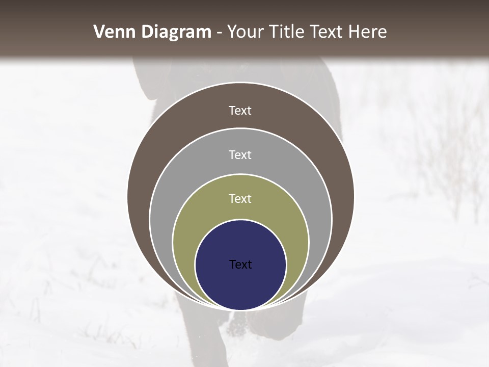 Chocolate Labrador Retriever Snow Background Playing Dog PowerPoint Template