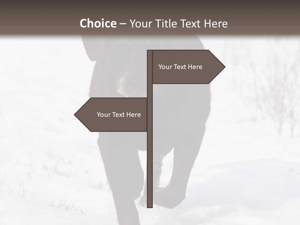 Chocolate Labrador Retriever Snow Background Playing Dog PowerPoint Template