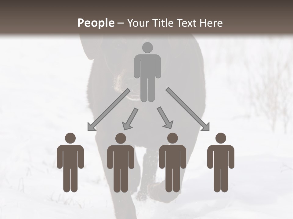 Chocolate Labrador Retriever Snow Background Playing Dog PowerPoint Template