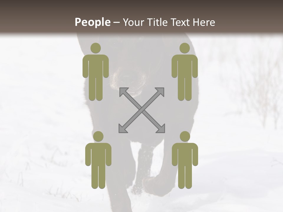 Chocolate Labrador Retriever Snow Background Playing Dog PowerPoint Template