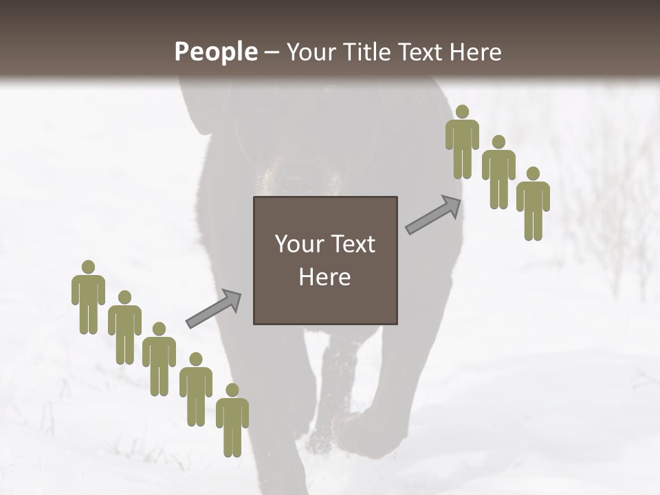 Chocolate Labrador Retriever Snow Background Playing Dog PowerPoint Template