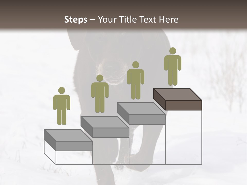 Chocolate Labrador Retriever Snow Background Playing Dog PowerPoint Template