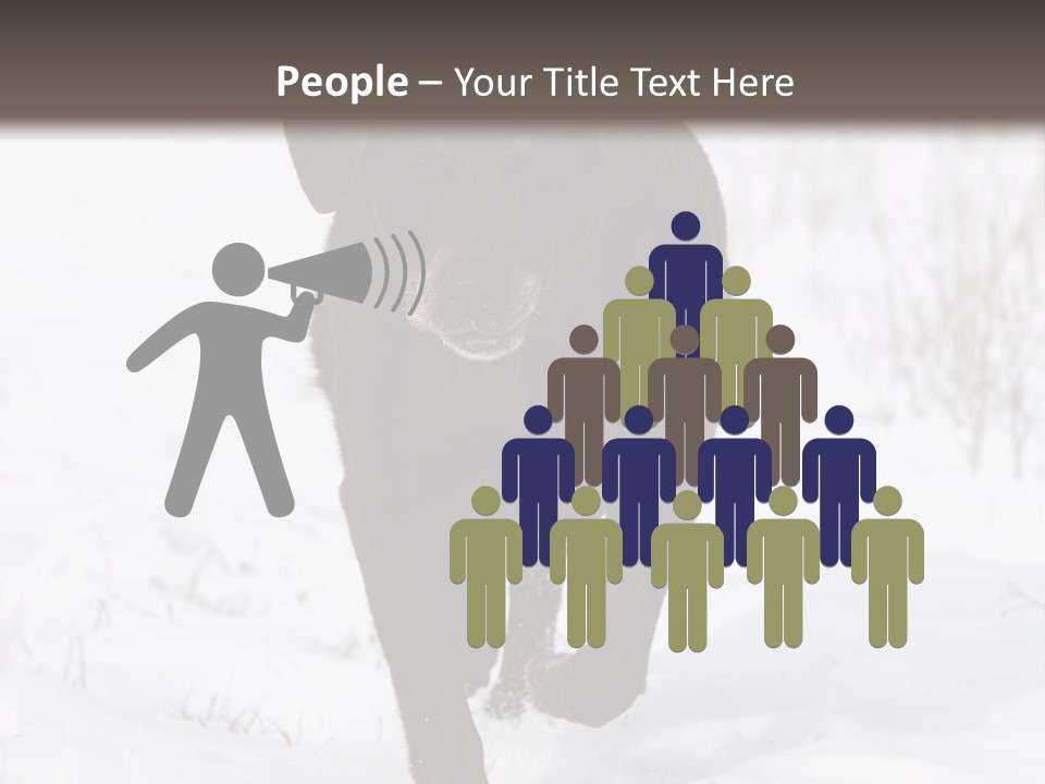 Chocolate Labrador Retriever Snow Background Playing Dog PowerPoint Template