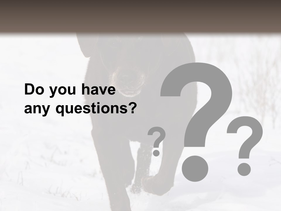 Chocolate Labrador Retriever Snow Background Playing Dog PowerPoint Template
