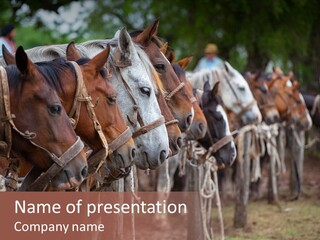 Exhibitions Rancher Horse PowerPoint Template