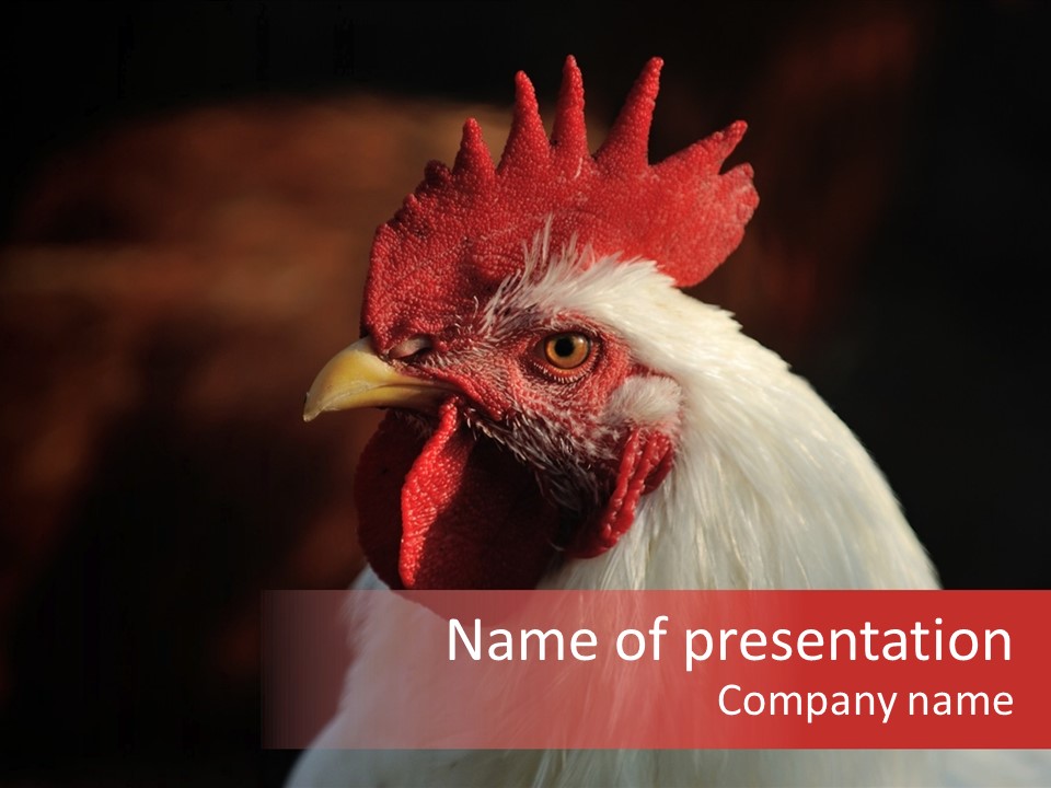 Head Farm Avian PowerPoint Template