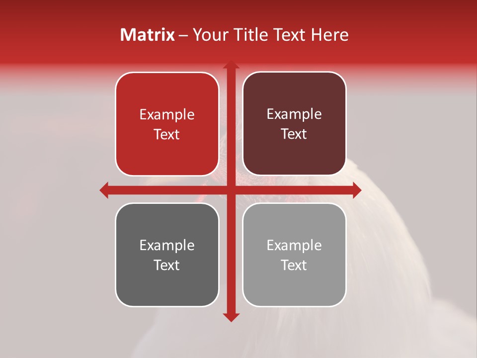 Head Farm Avian PowerPoint Template