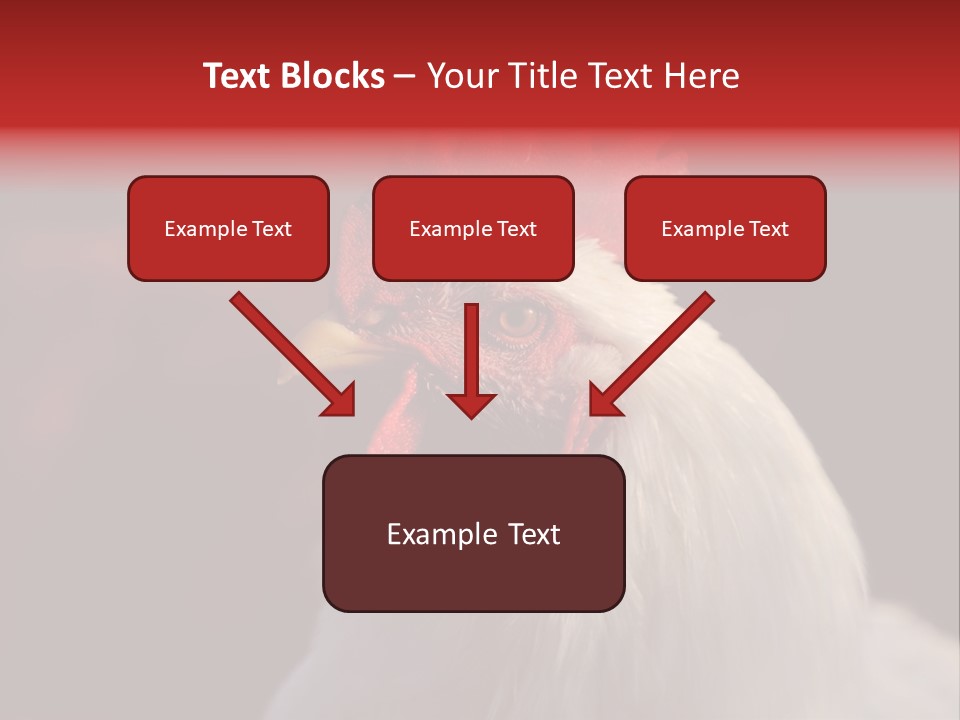 Head Farm Avian PowerPoint Template