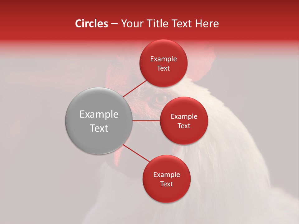 Head Farm Avian PowerPoint Template