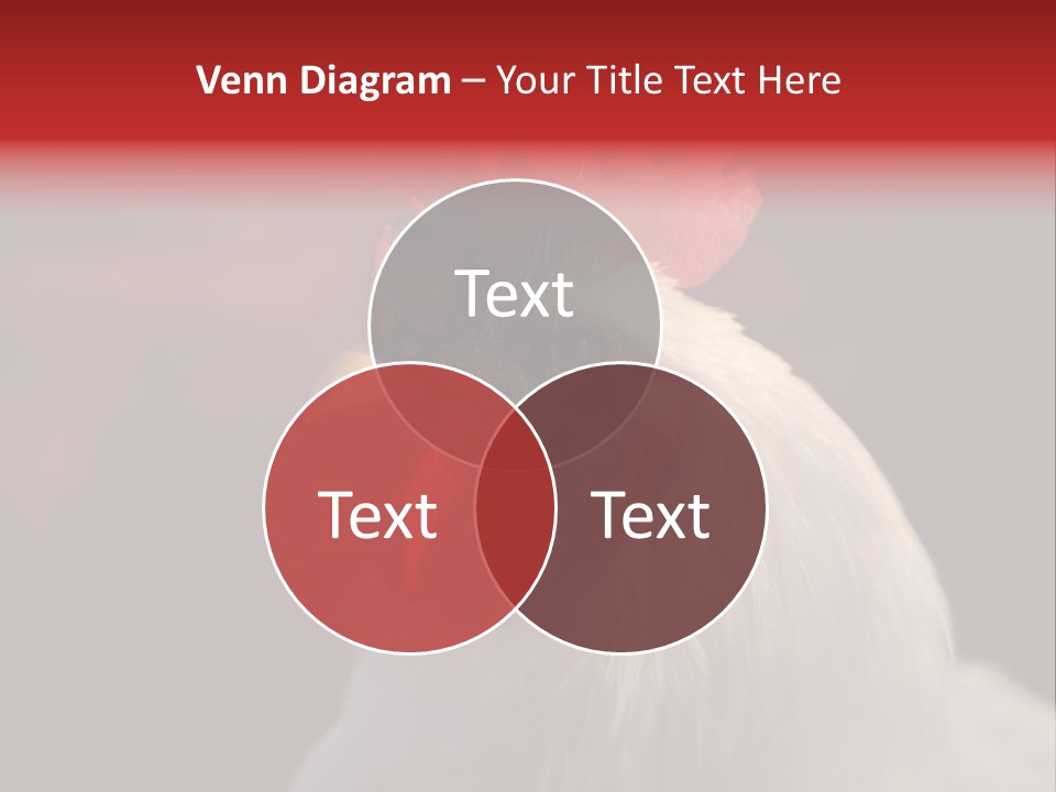 Head Farm Avian PowerPoint Template