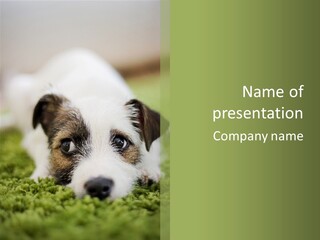 Pedigreed Purebred Side PowerPoint Template