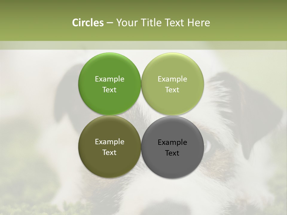 Pedigreed Purebred Side PowerPoint Template