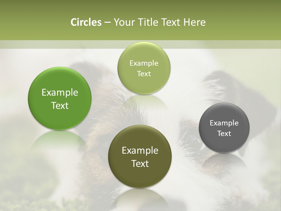 Pedigreed Purebred Side PowerPoint Template