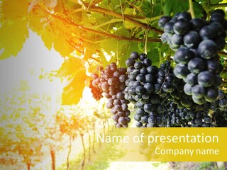 Agriculture Nature Fruits PowerPoint Template