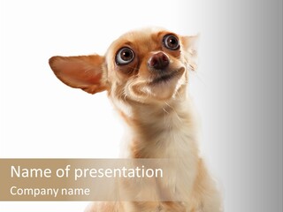 Furry Hear Whelp PowerPoint Template