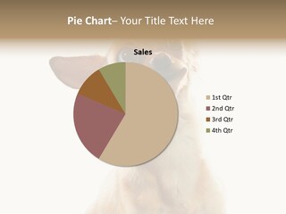 Furry Hear Whelp PowerPoint Template