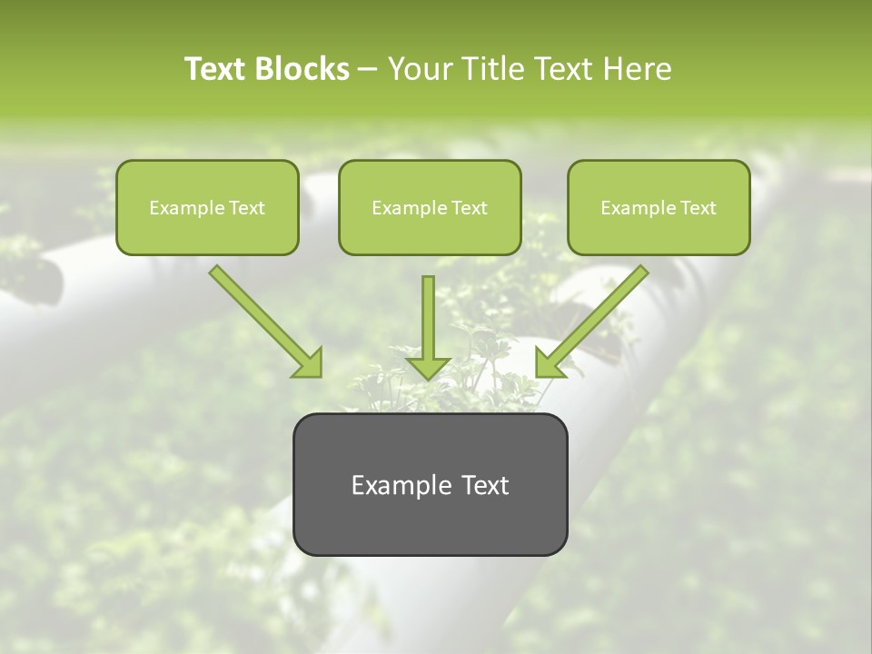 Plant Color Vitamins PowerPoint Template