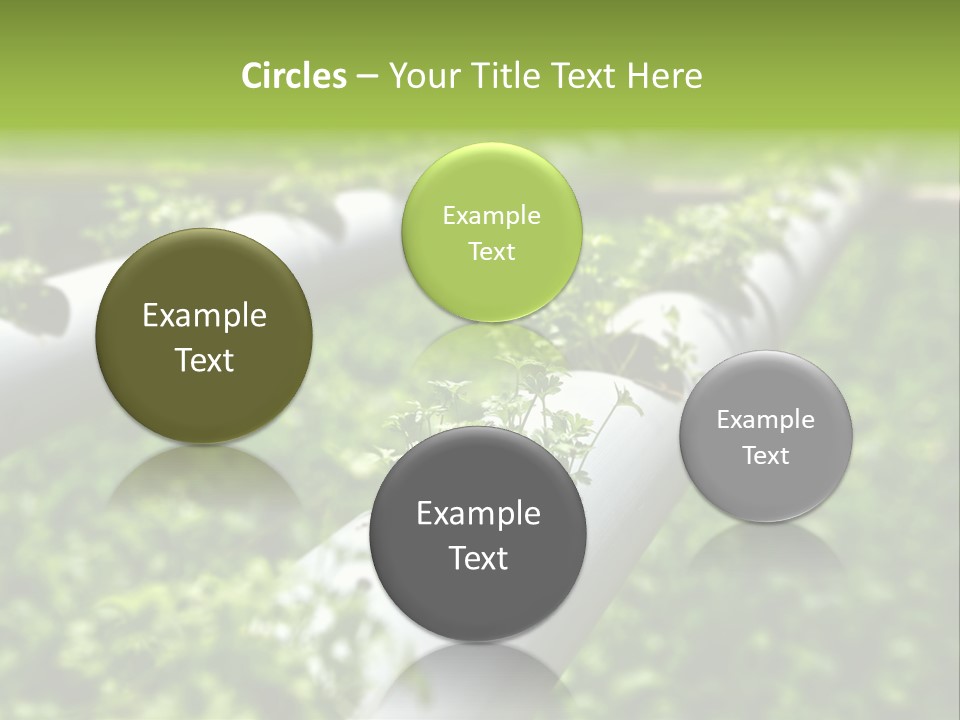 Plant Color Vitamins PowerPoint Template