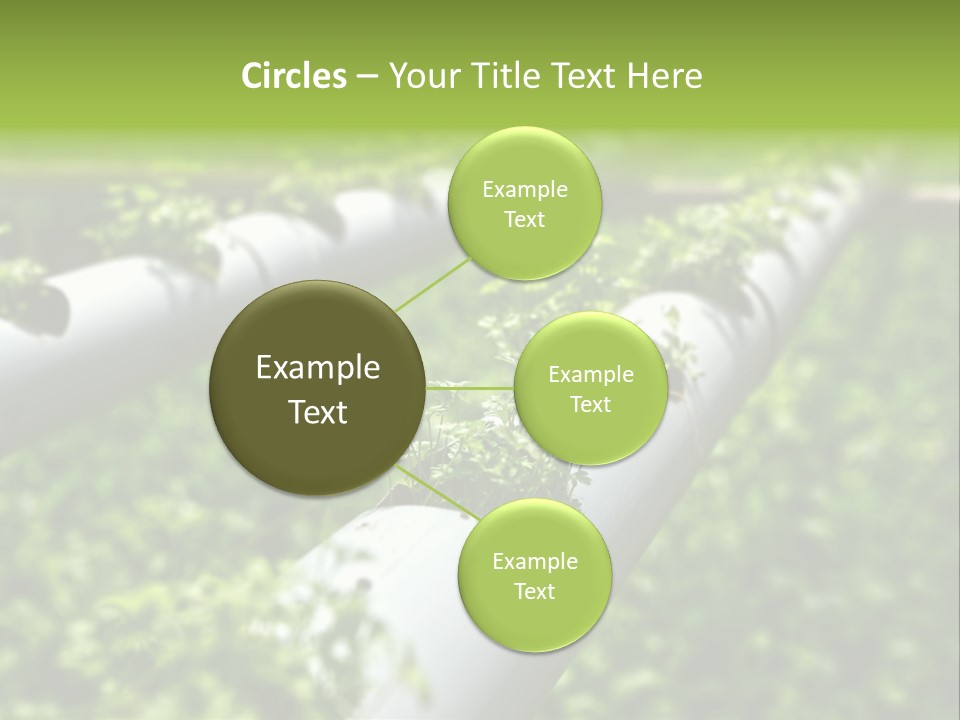 Plant Color Vitamins PowerPoint Template