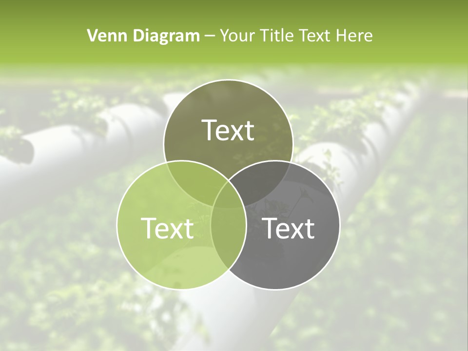 Plant Color Vitamins PowerPoint Template