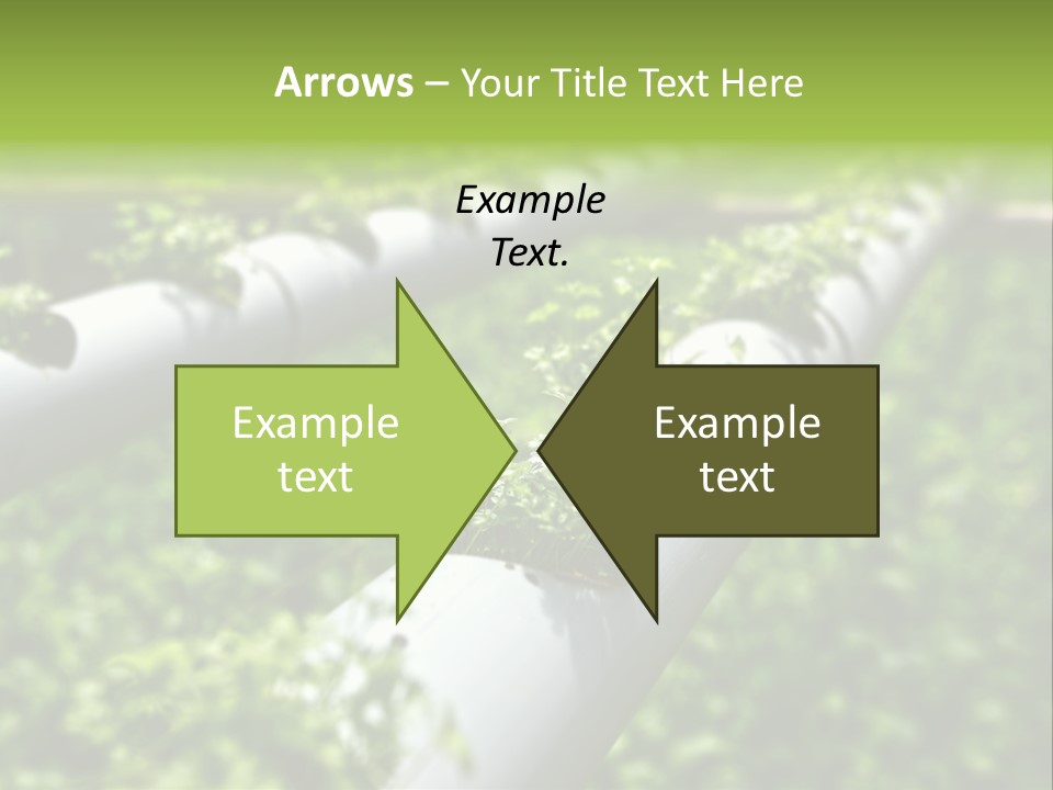 Plant Color Vitamins PowerPoint Template