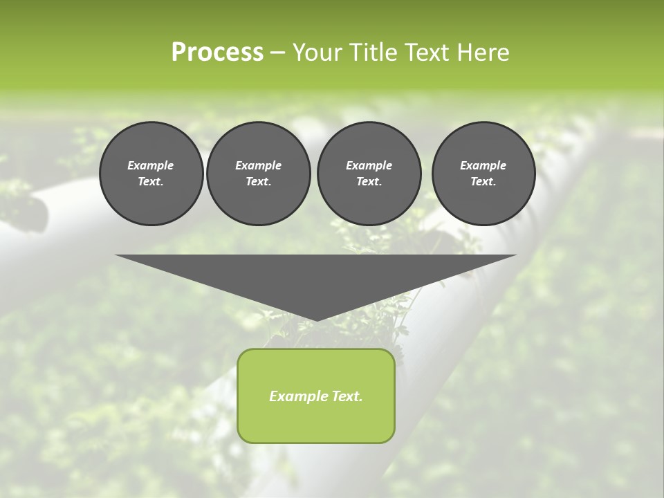 Plant Color Vitamins PowerPoint Template
