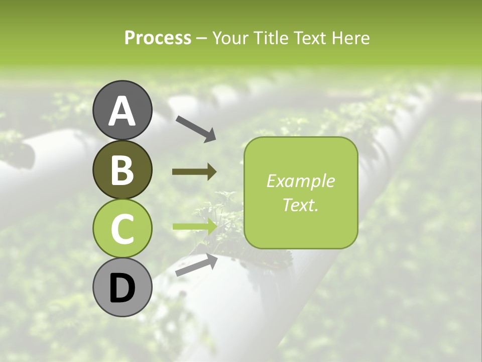 Plant Color Vitamins PowerPoint Template