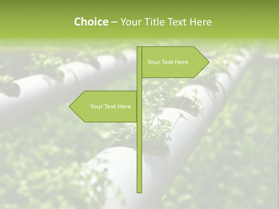 Plant Color Vitamins PowerPoint Template