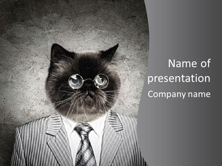 Studio Kitten Feline PowerPoint Template