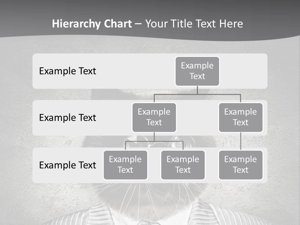 Studio Kitten Feline PowerPoint Template