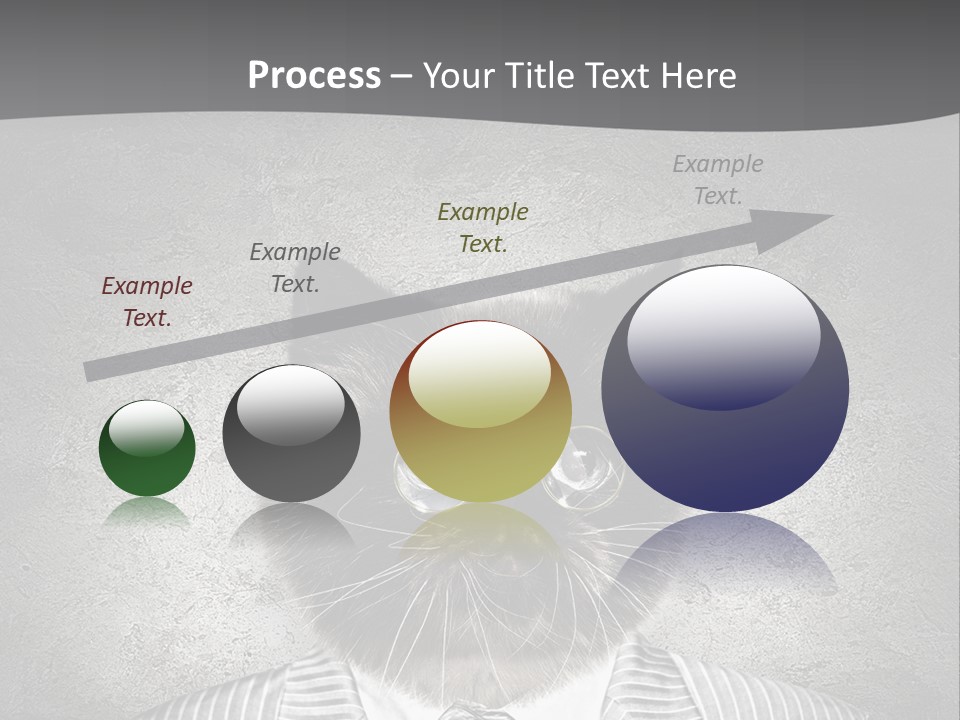 Studio Kitten Feline PowerPoint Template