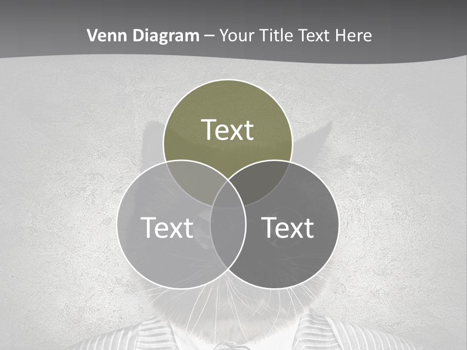 Studio Kitten Feline PowerPoint Template