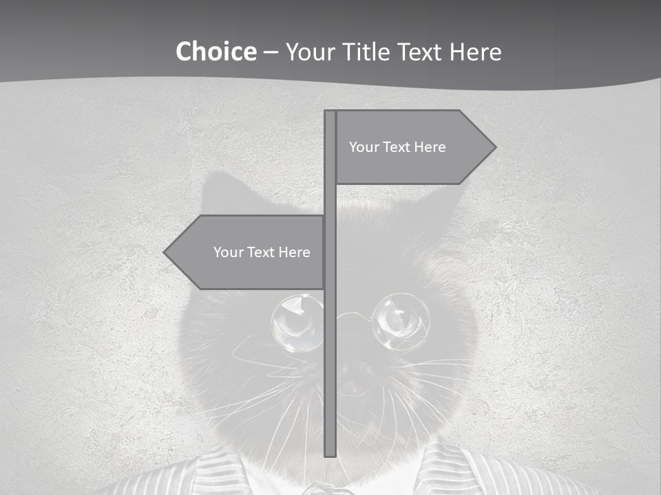 Studio Kitten Feline PowerPoint Template