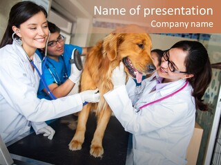 Checkup Doctors Animal PowerPoint Template