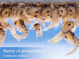 Sucking Insect Fauna PowerPoint Template