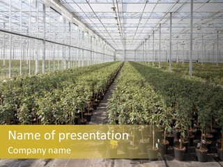 Pot Greenhouse Sepals PowerPoint Template