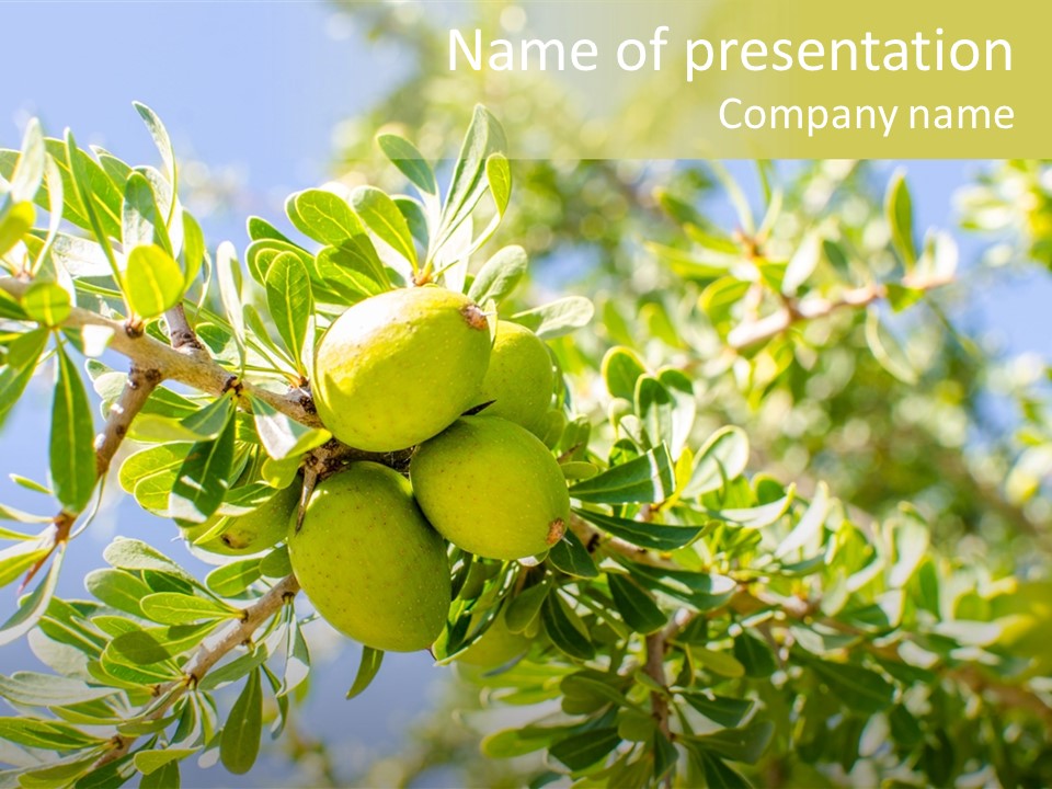 Seed Branch Green PowerPoint Template