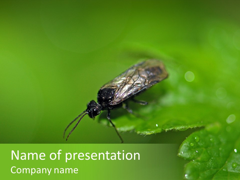 Wildlife Sawflies Animals PowerPoint Template