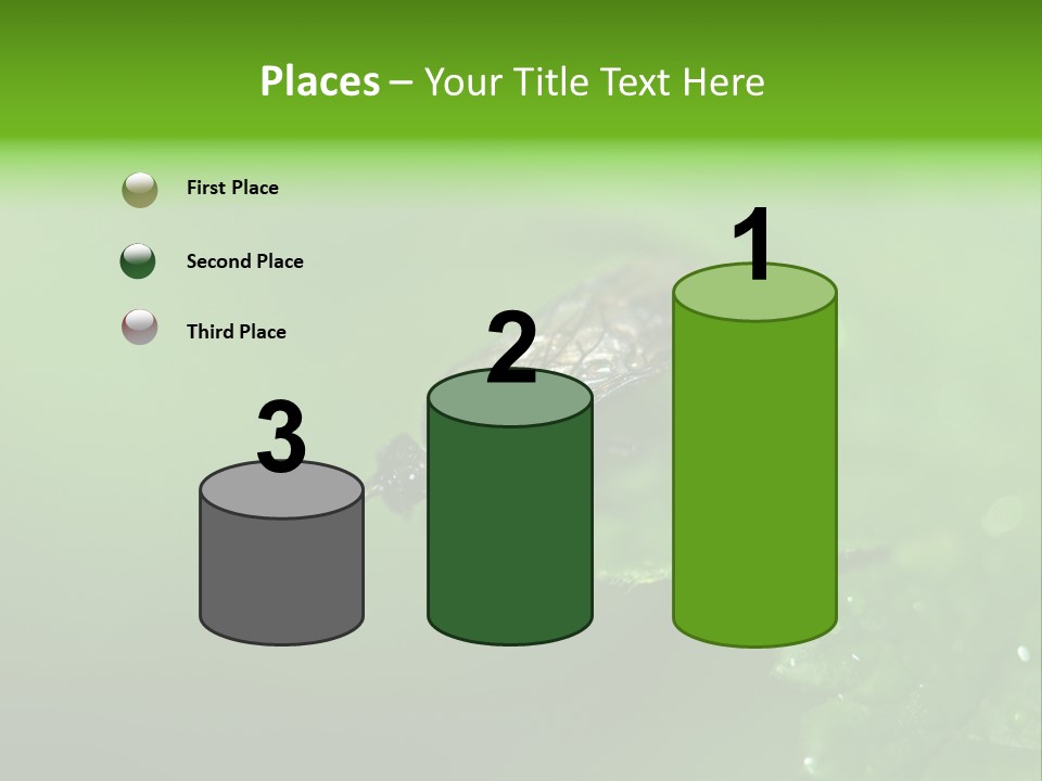 Wildlife Sawflies Animals PowerPoint Template