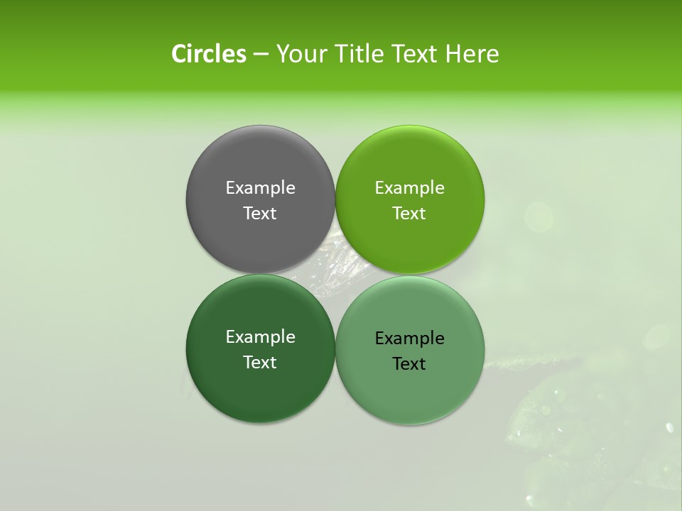 Wildlife Sawflies Animals PowerPoint Template