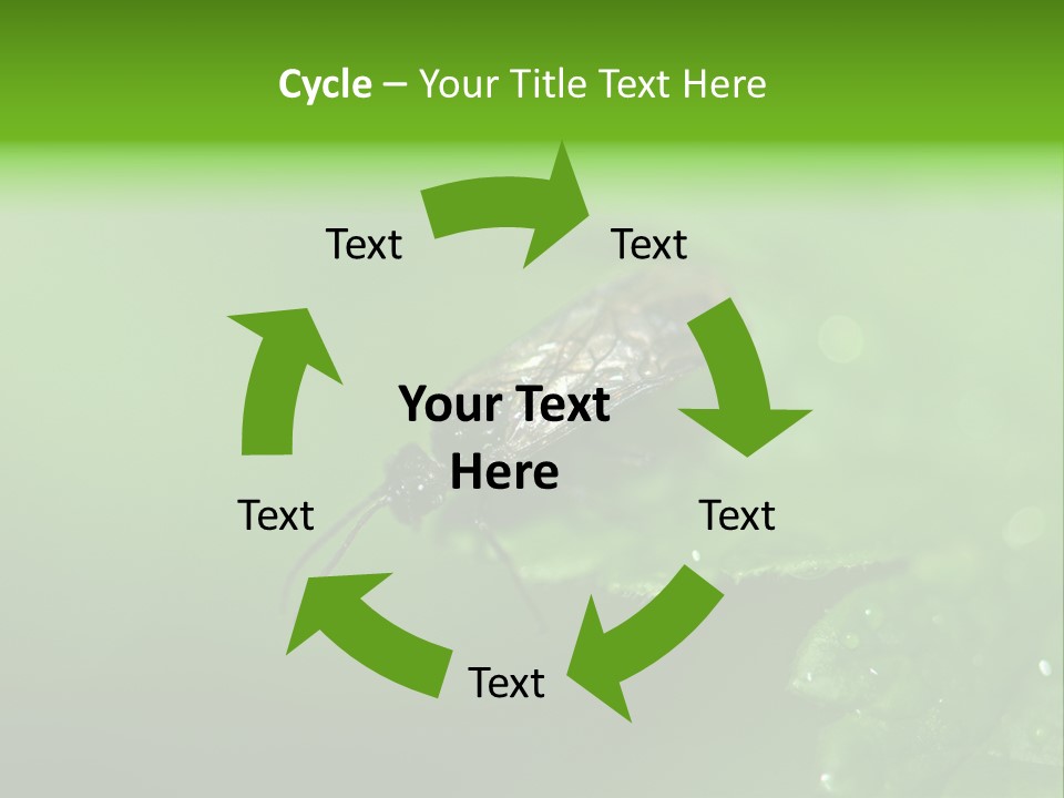 Wildlife Sawflies Animals PowerPoint Template