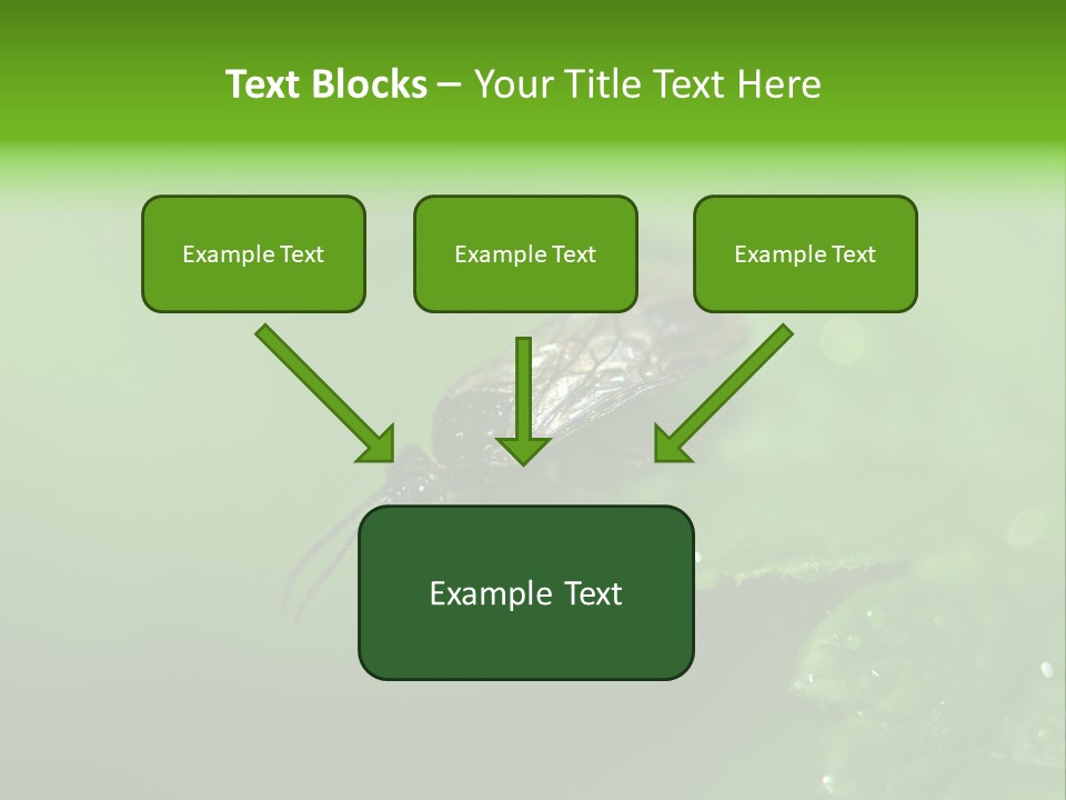 Wildlife Sawflies Animals PowerPoint Template