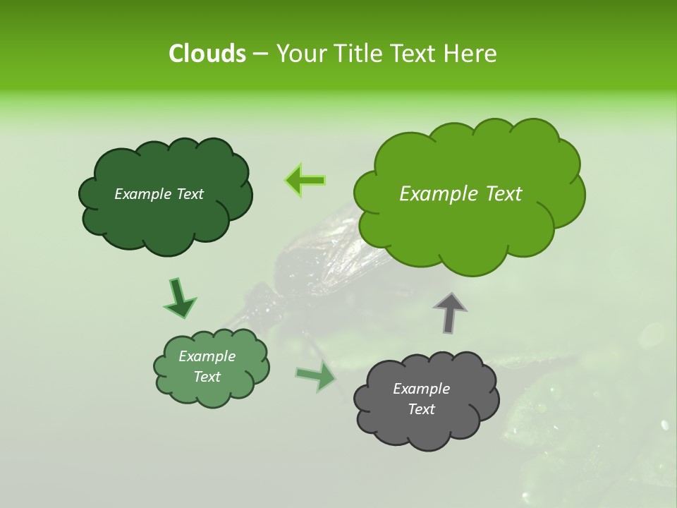 Wildlife Sawflies Animals PowerPoint Template