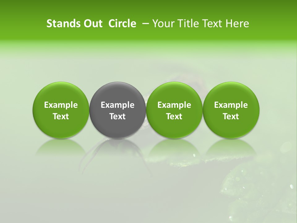 Wildlife Sawflies Animals PowerPoint Template